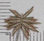 Gray's flatsedge